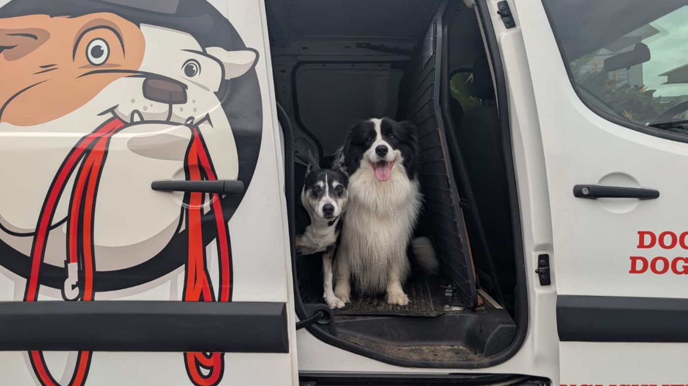 Two dogs sitting nicely in the back of a branded Mad Dogs van