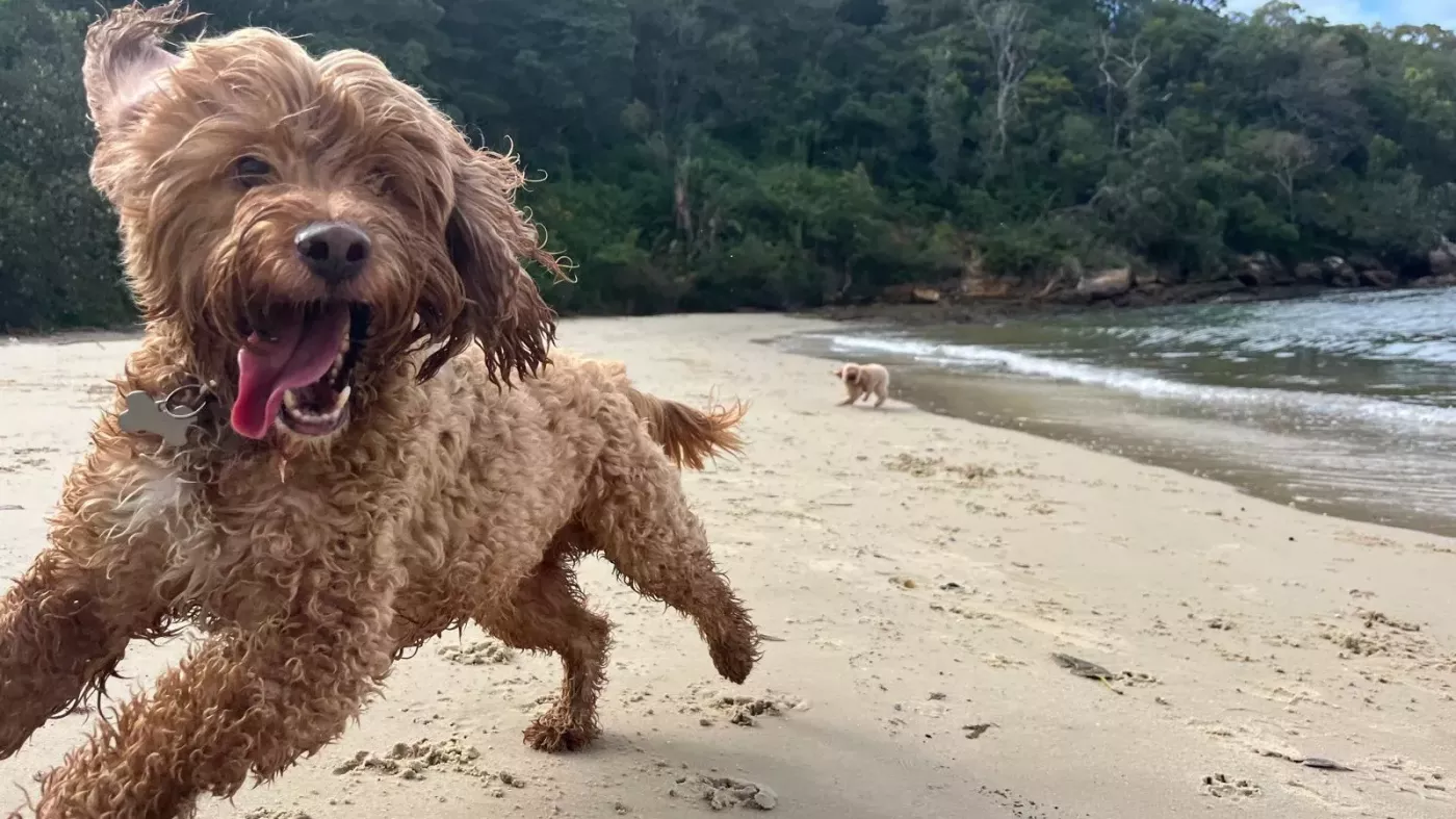 Mad Dogs Terrigal