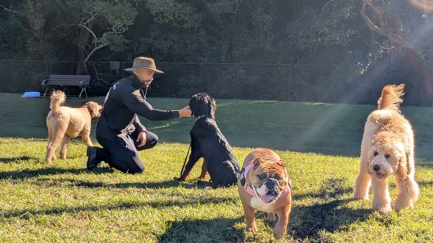 Your Local Gold Coast Dog Walker