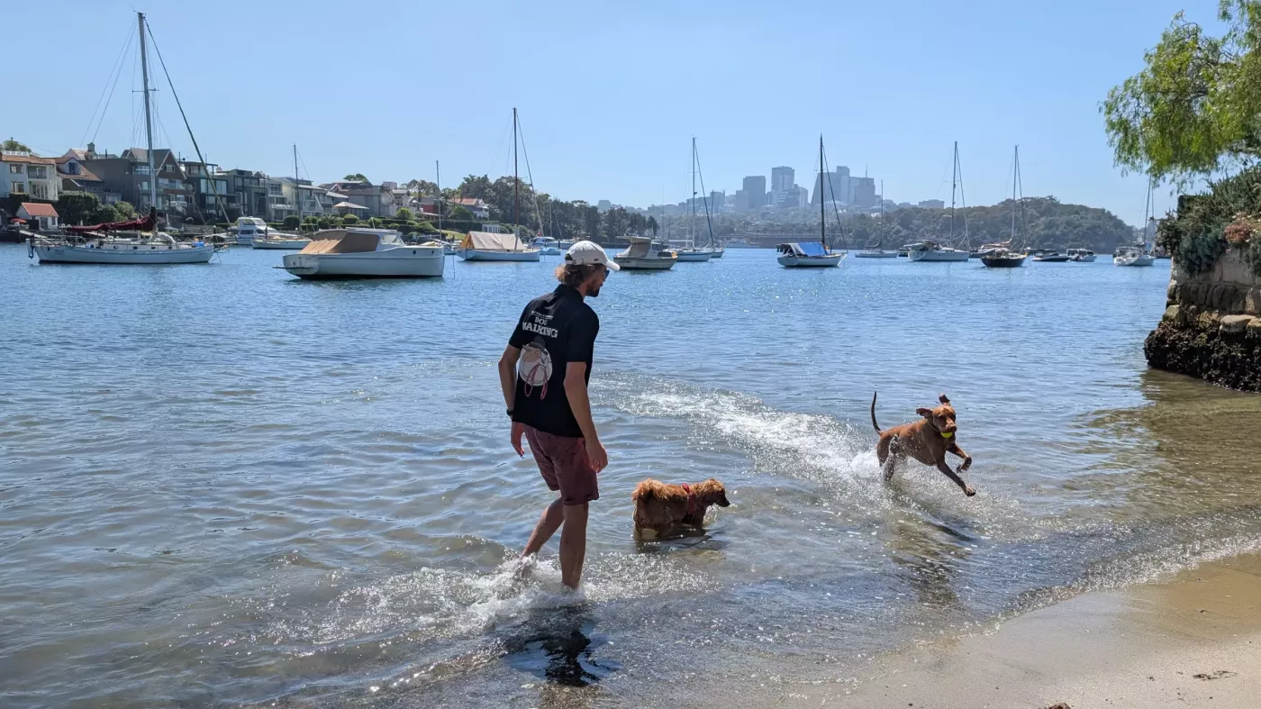 Local dog walker 