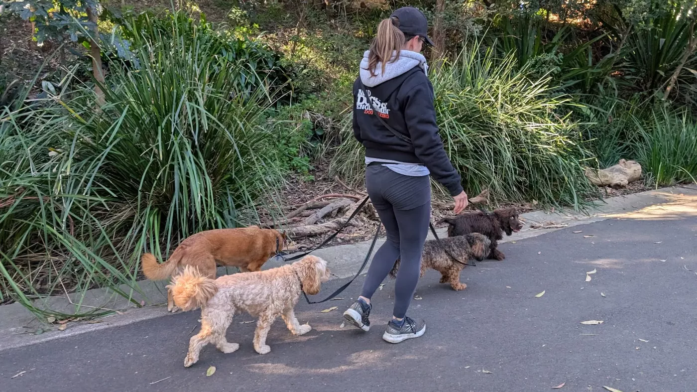 Mad Dogs Dogwalker