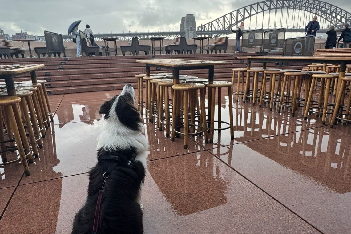 A Seagull Patrol dog looking up at the sky at Sydney Opera House